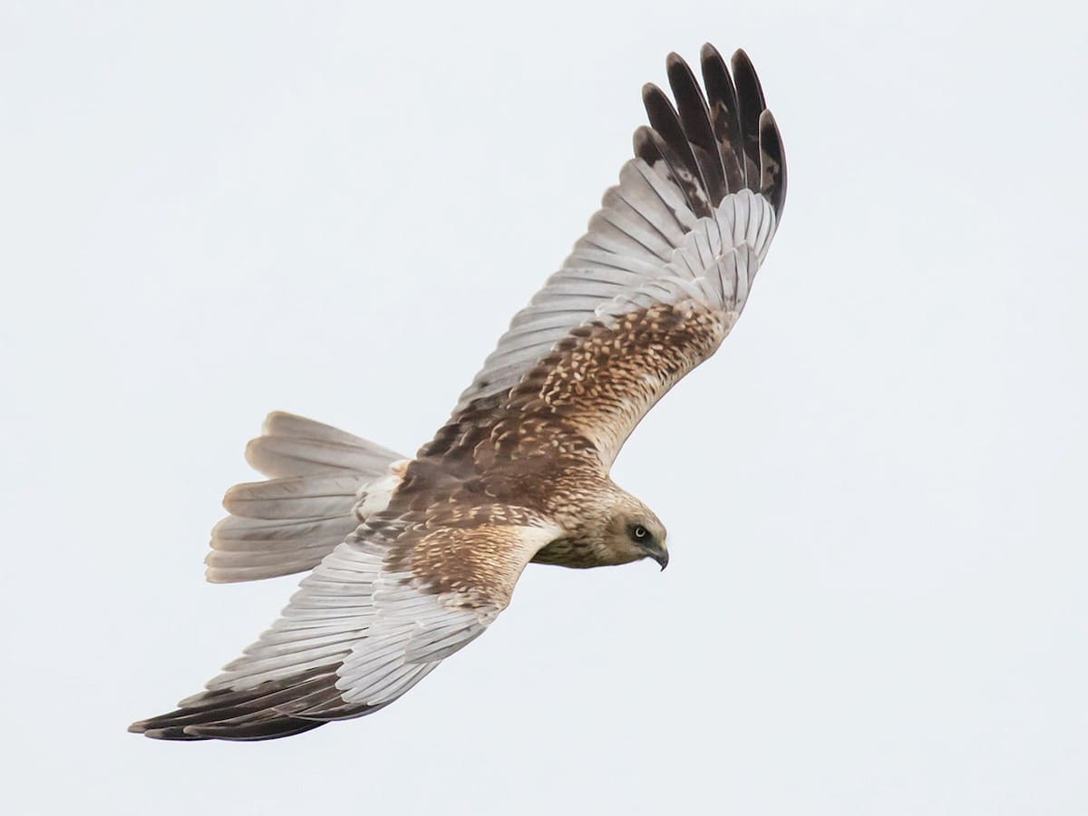 Eurasian Marsh-Harrier